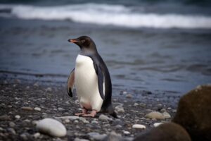 Penguin