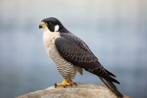 Peregrine Falcon