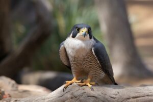 Peregrine Falcon