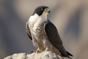 Peregrine Falcon