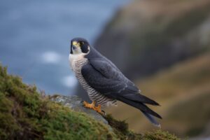 Peregrine Falcon