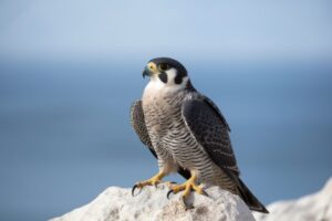 Peregrine Falcon