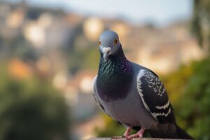 Pigeon