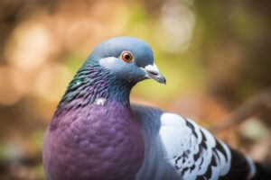 Pigeon