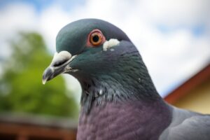 Pigeon