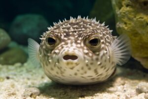Pufferfish