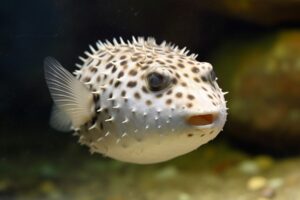 Pufferfish