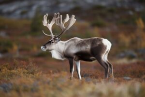 Reindeer