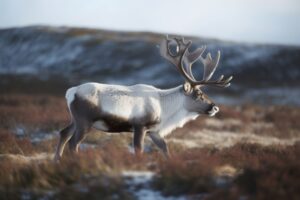 Reindeer