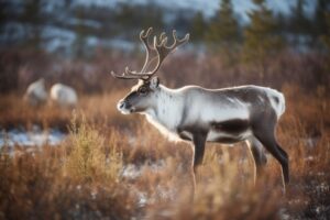 Reindeer