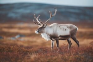 Reindeer