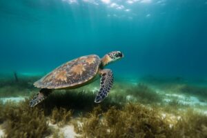 Sea Turtle