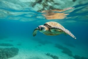Sea Turtle