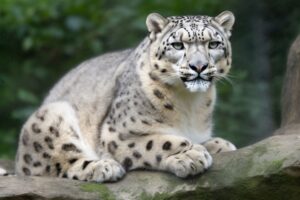 Snow Leopard