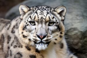 Snow Leopard