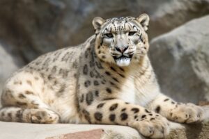 Snow Leopard