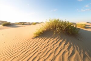 Desert Dunes