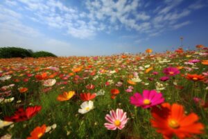 Flower Field