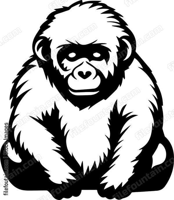 Baby Gorilla