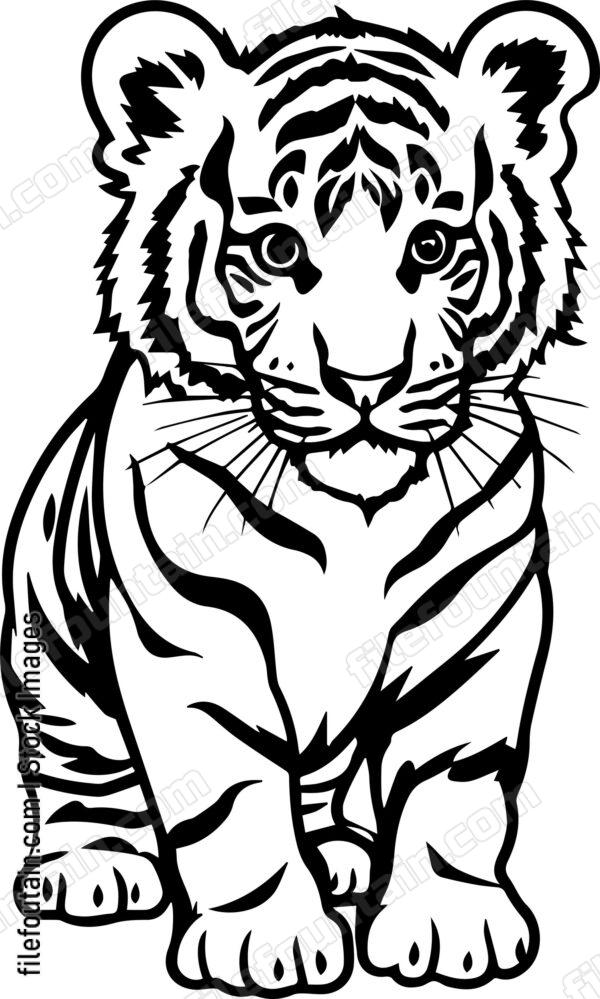 Baby Tiger