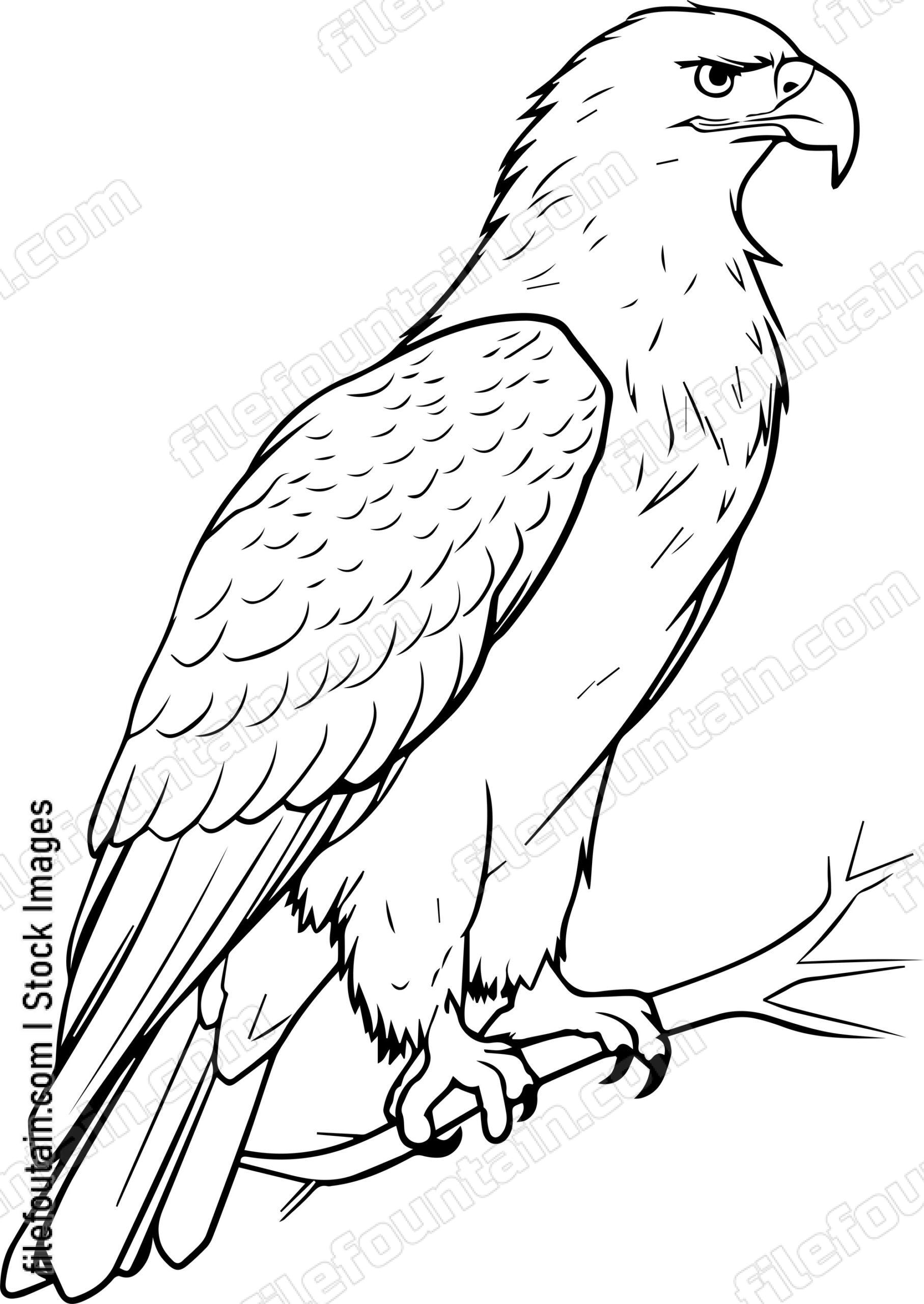 Bald Eagle
