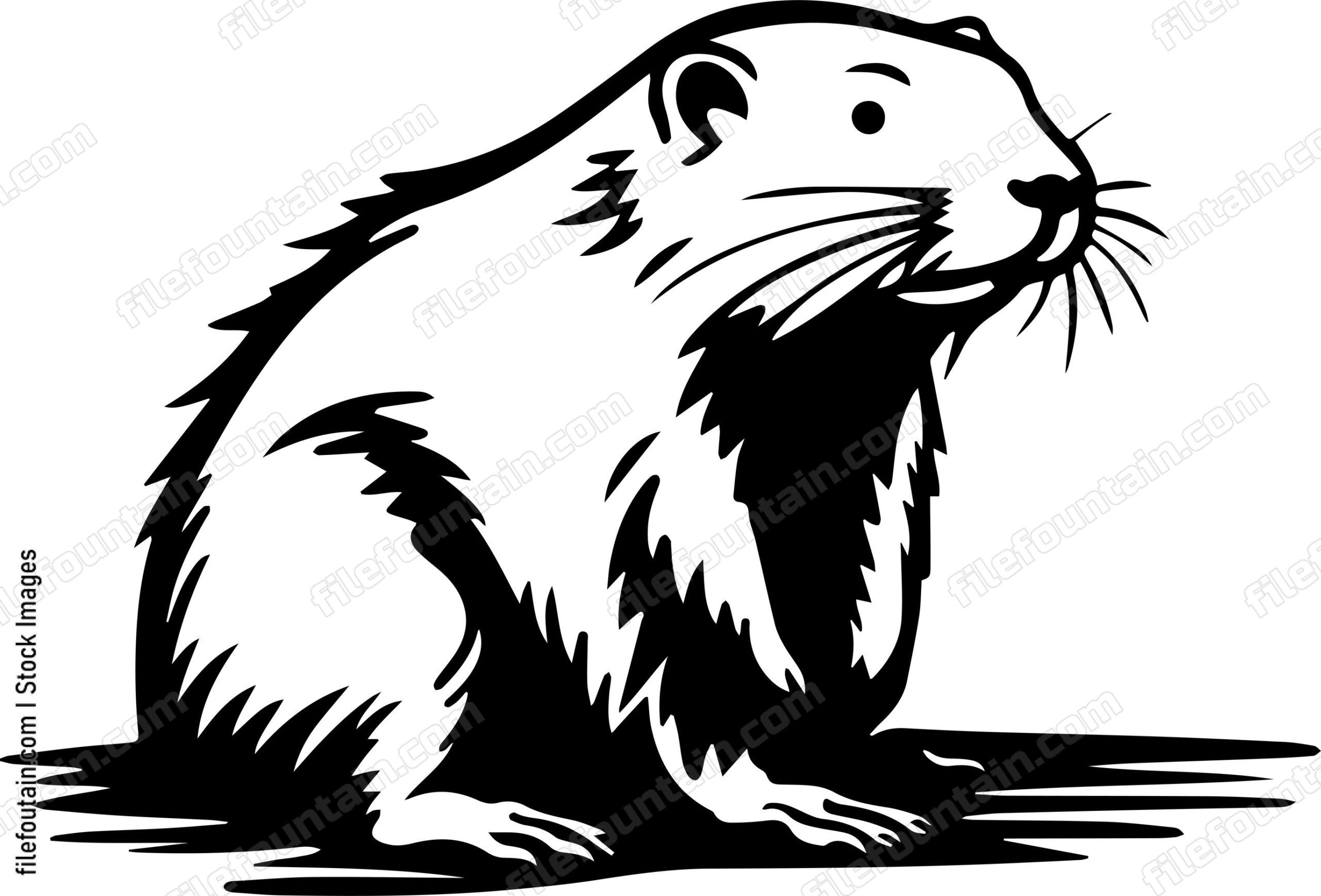Beaver