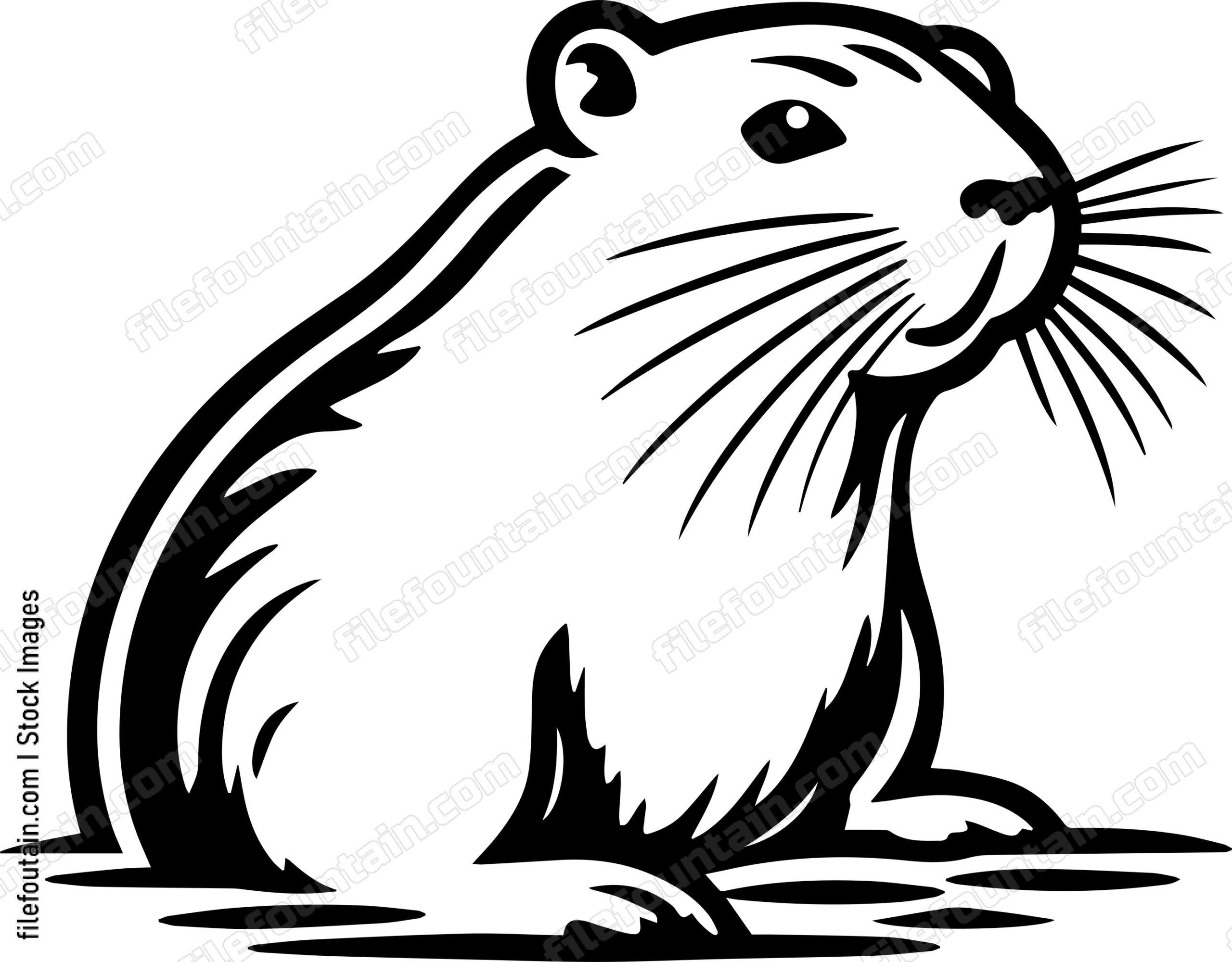 Beaver