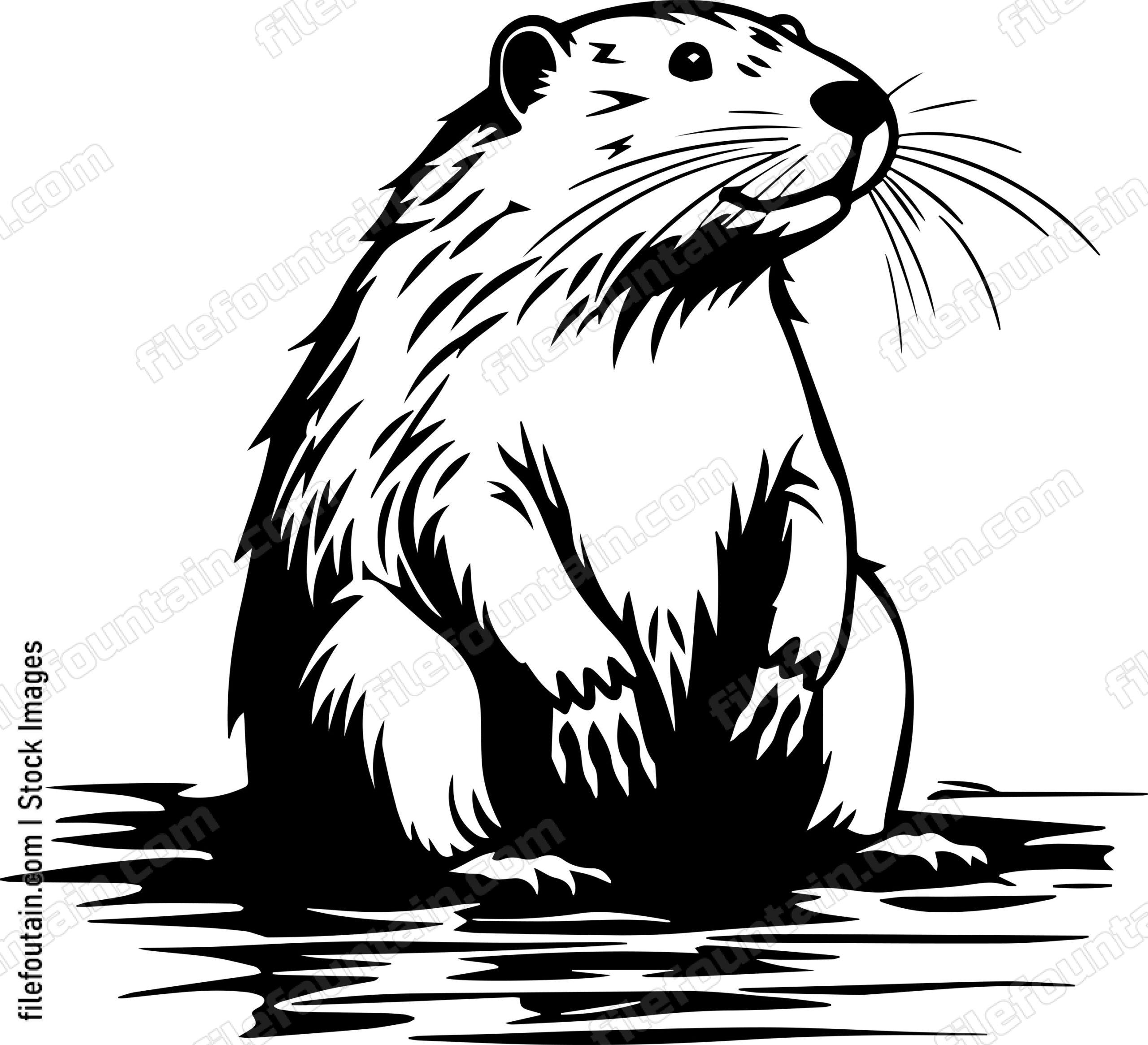 Beaver