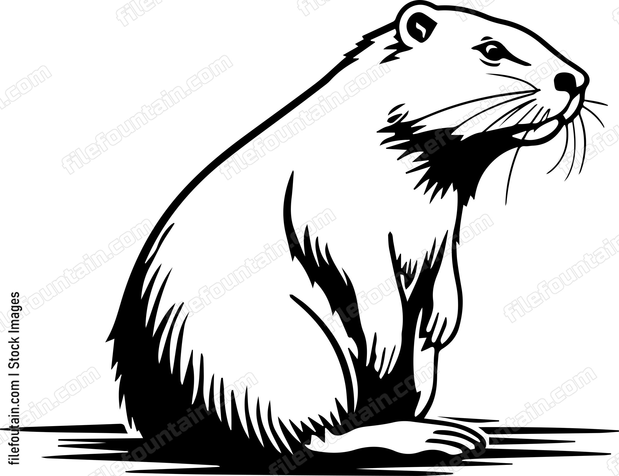 Beaver