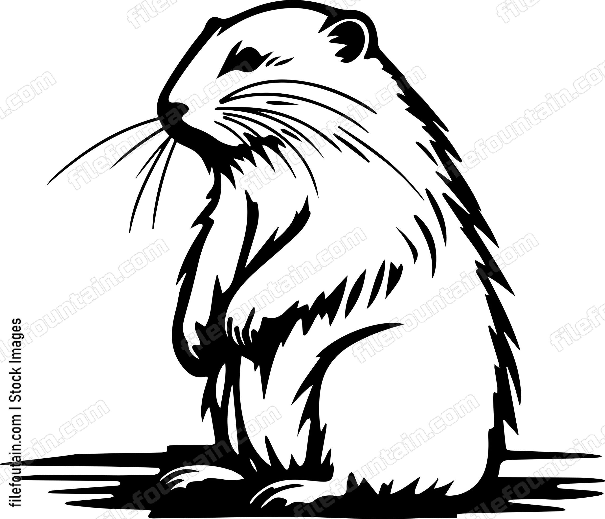 Beaver