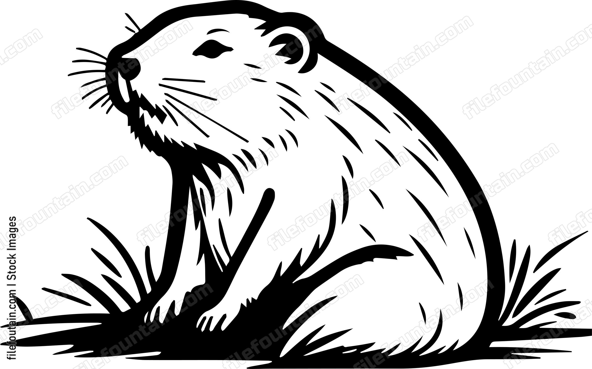 Beaver