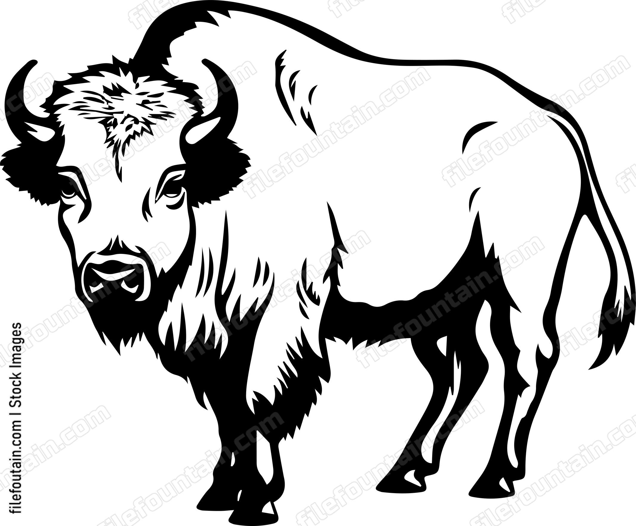 Bison