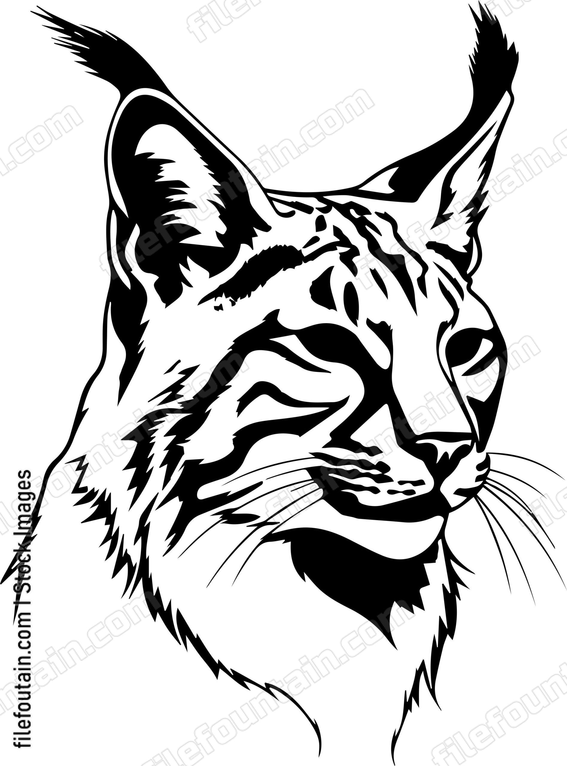 Bobcat