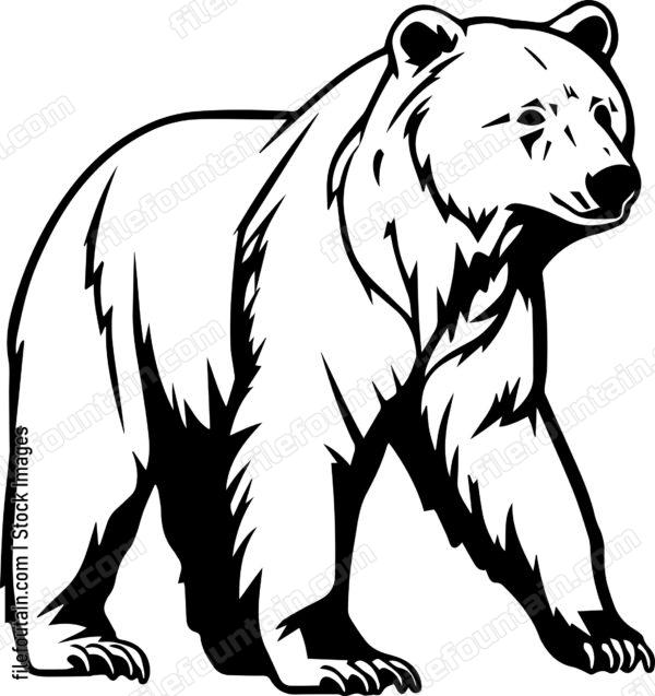 Brown Bear