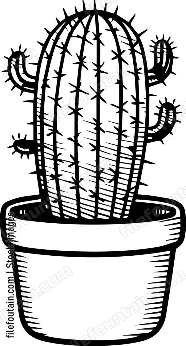 Cactus