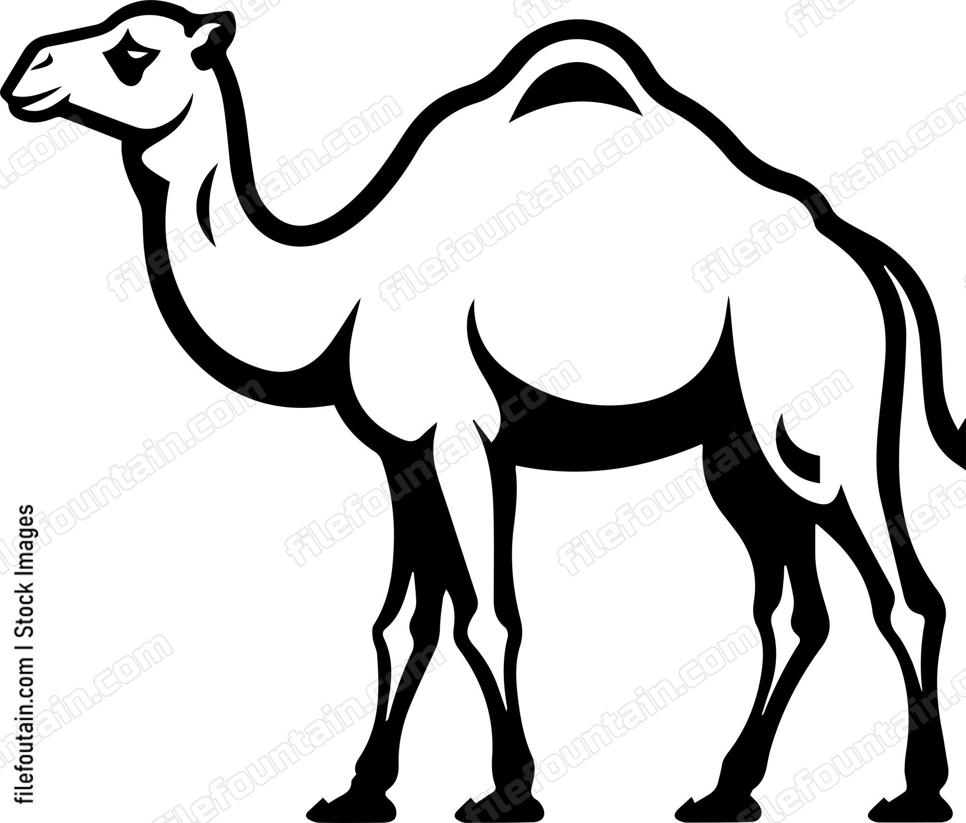 Camel