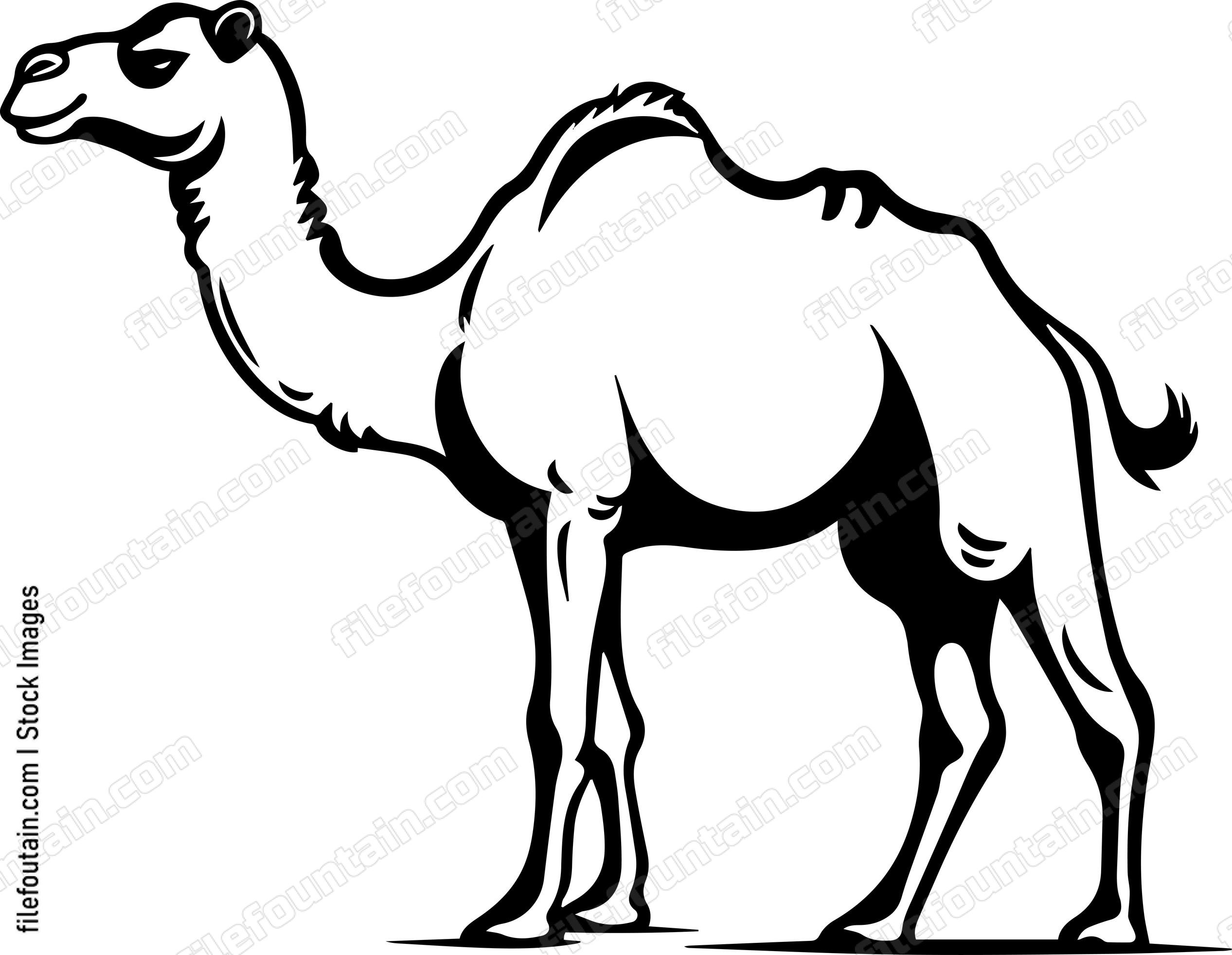 Camel
