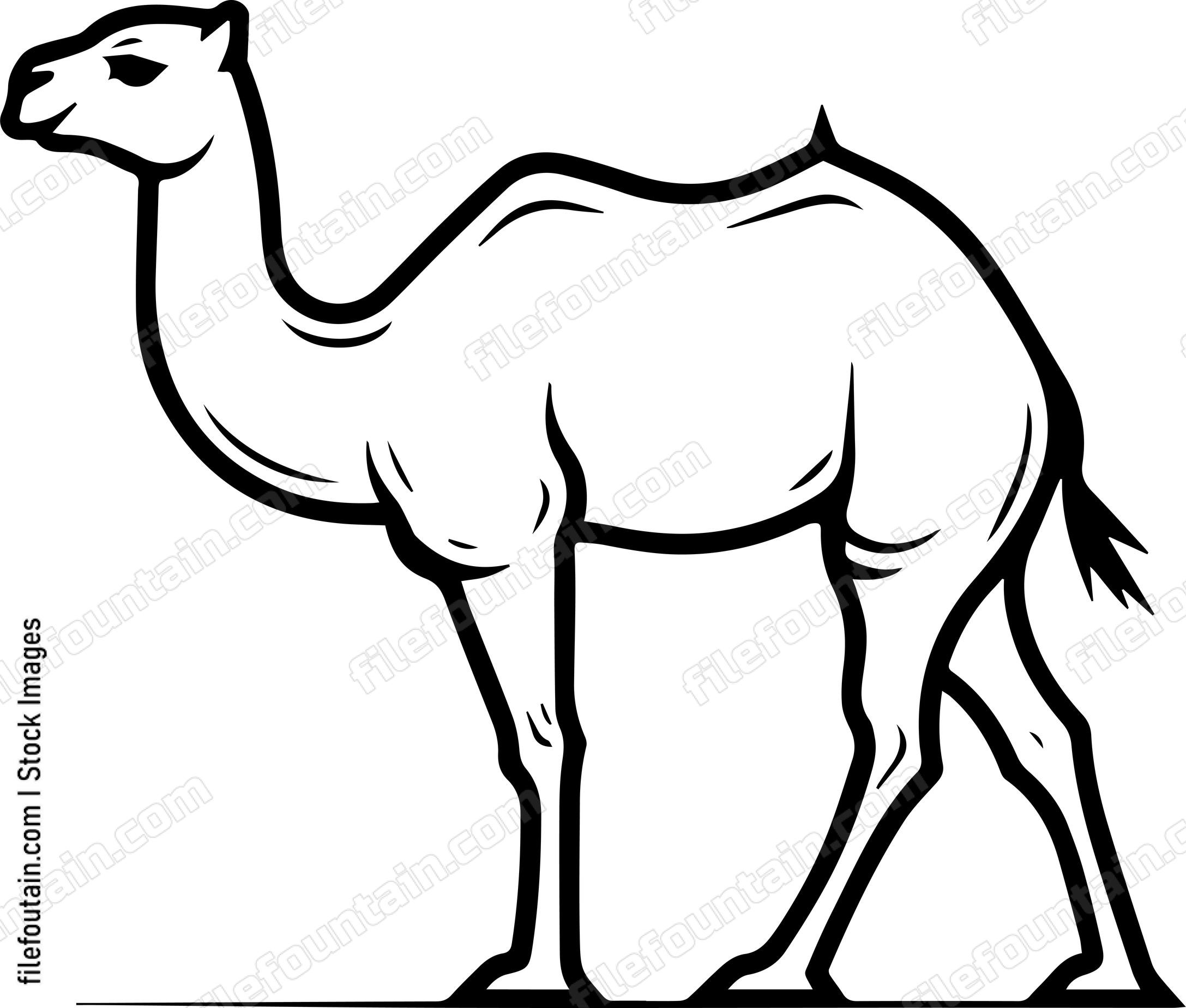 Camel