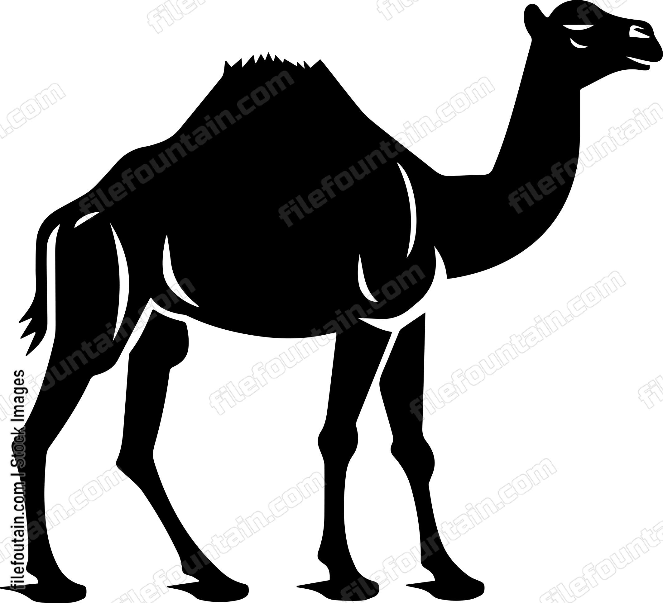 Camel