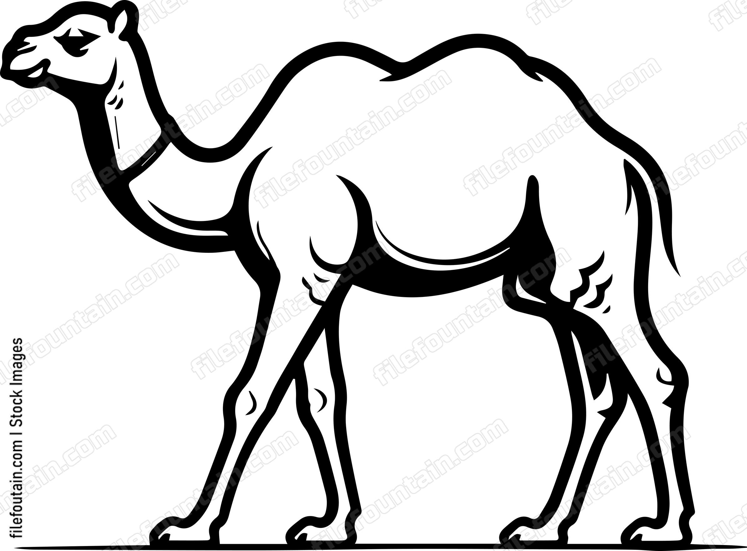 Camel