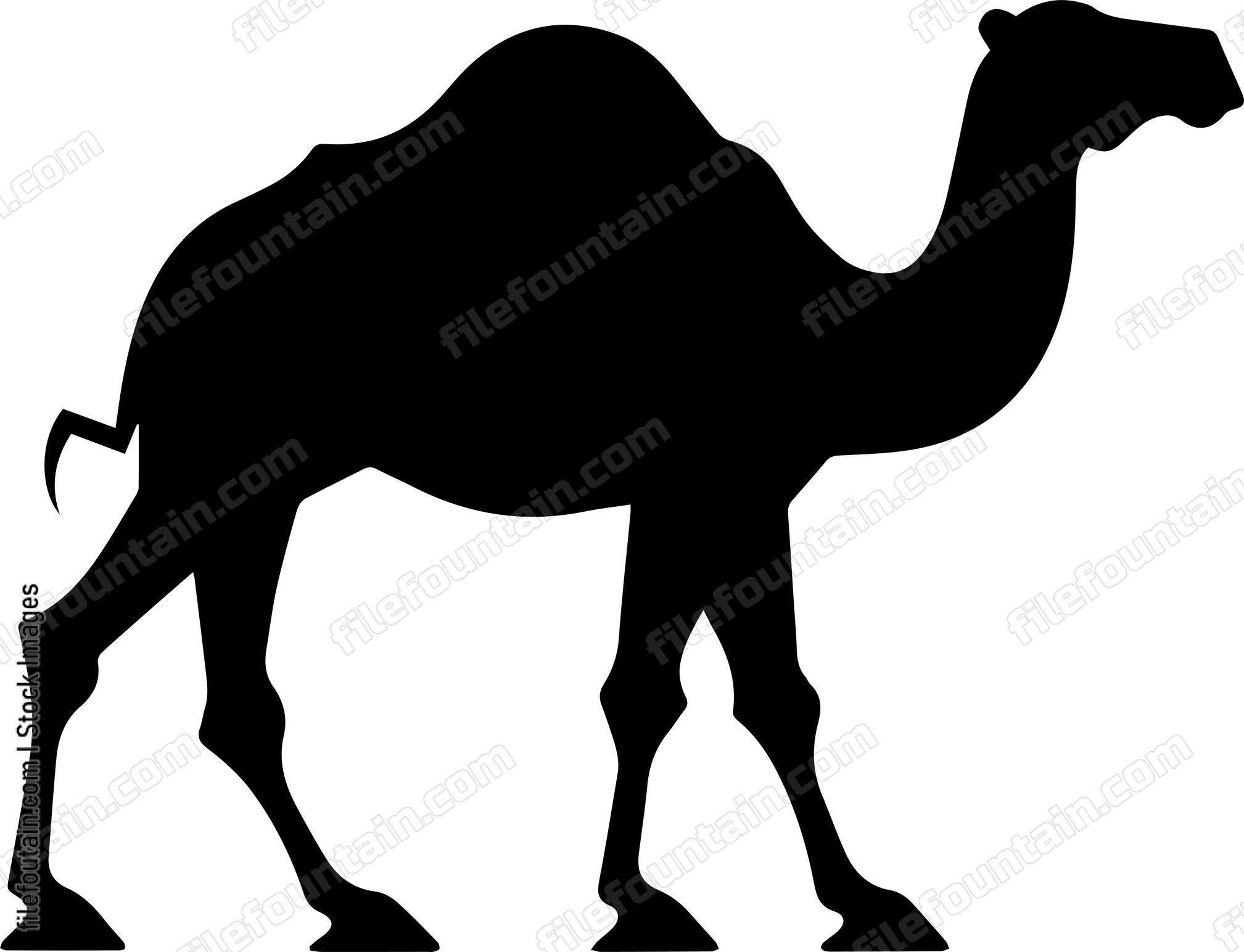 Camel