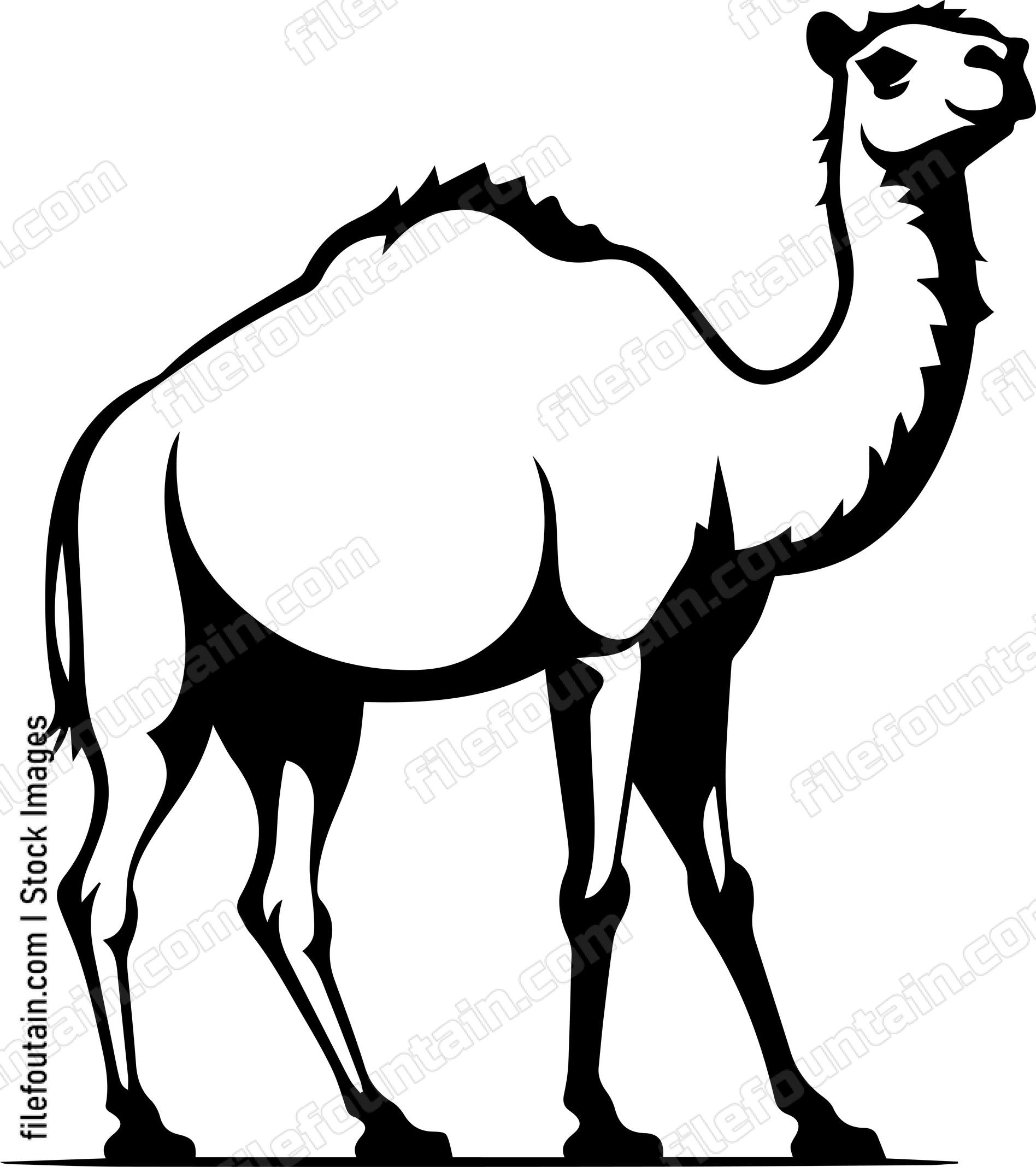 Camel