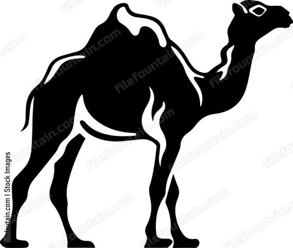 Camel