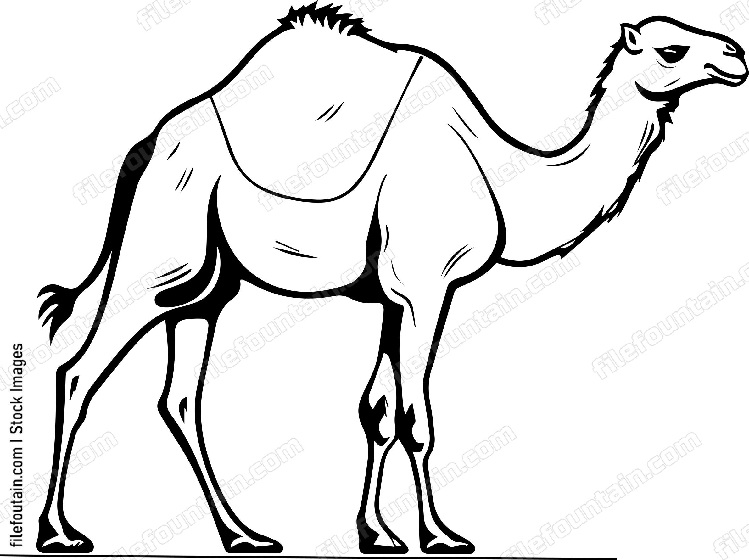 Camel