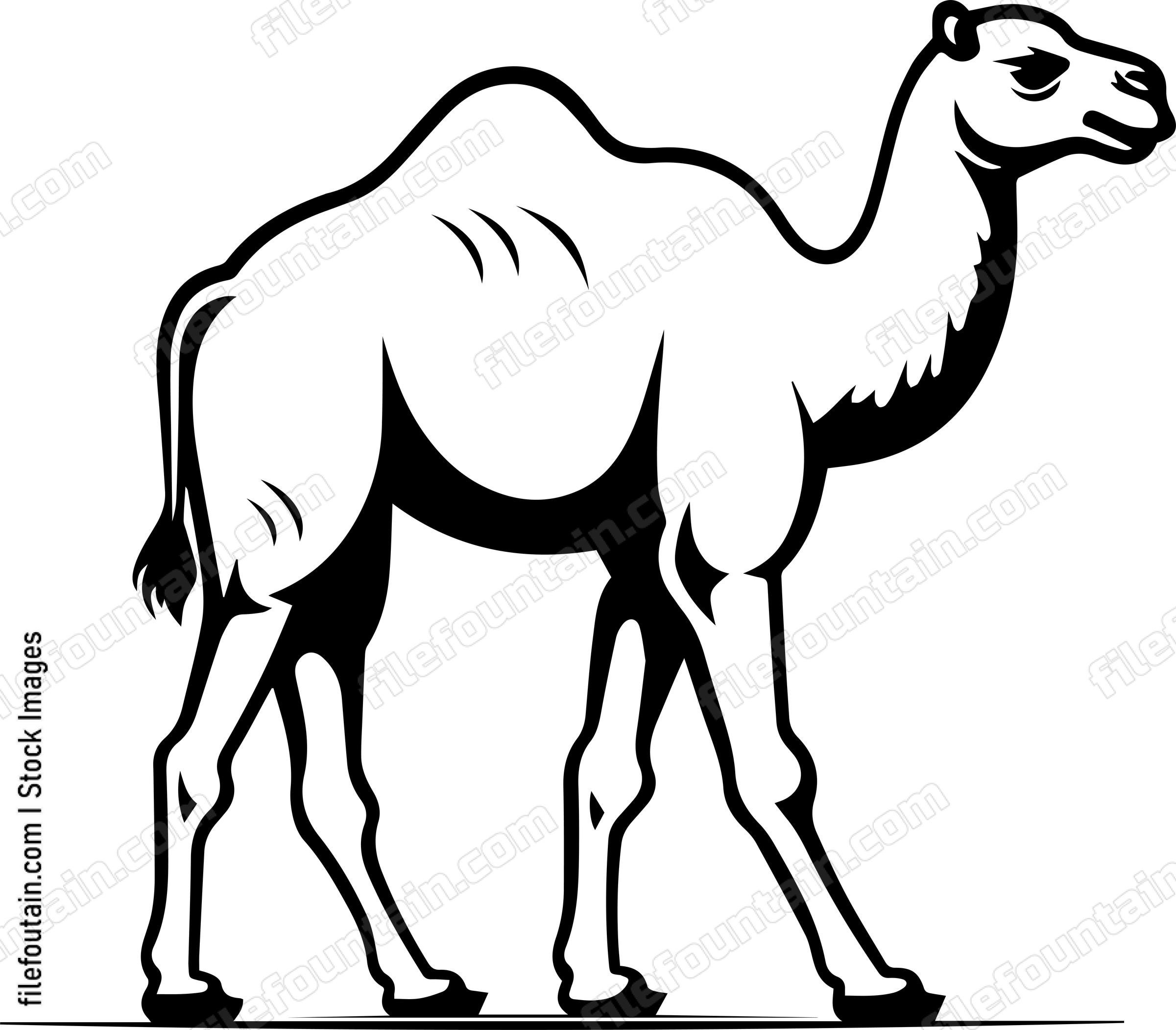 Camel