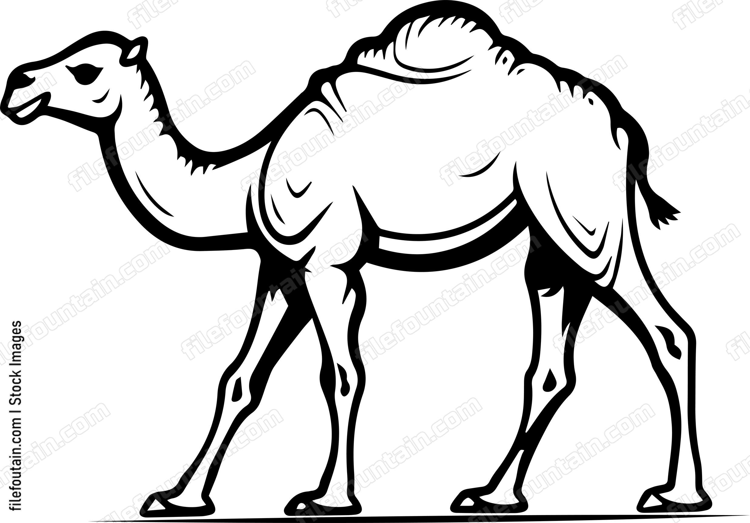 Camel