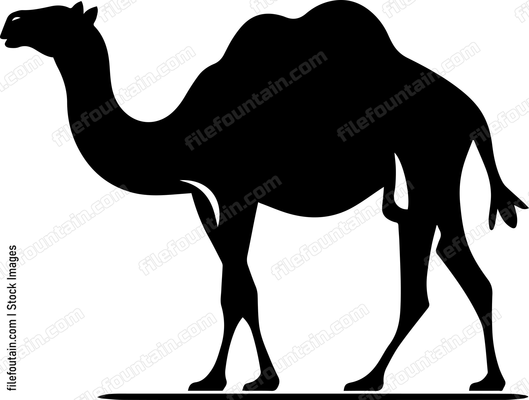 Camel