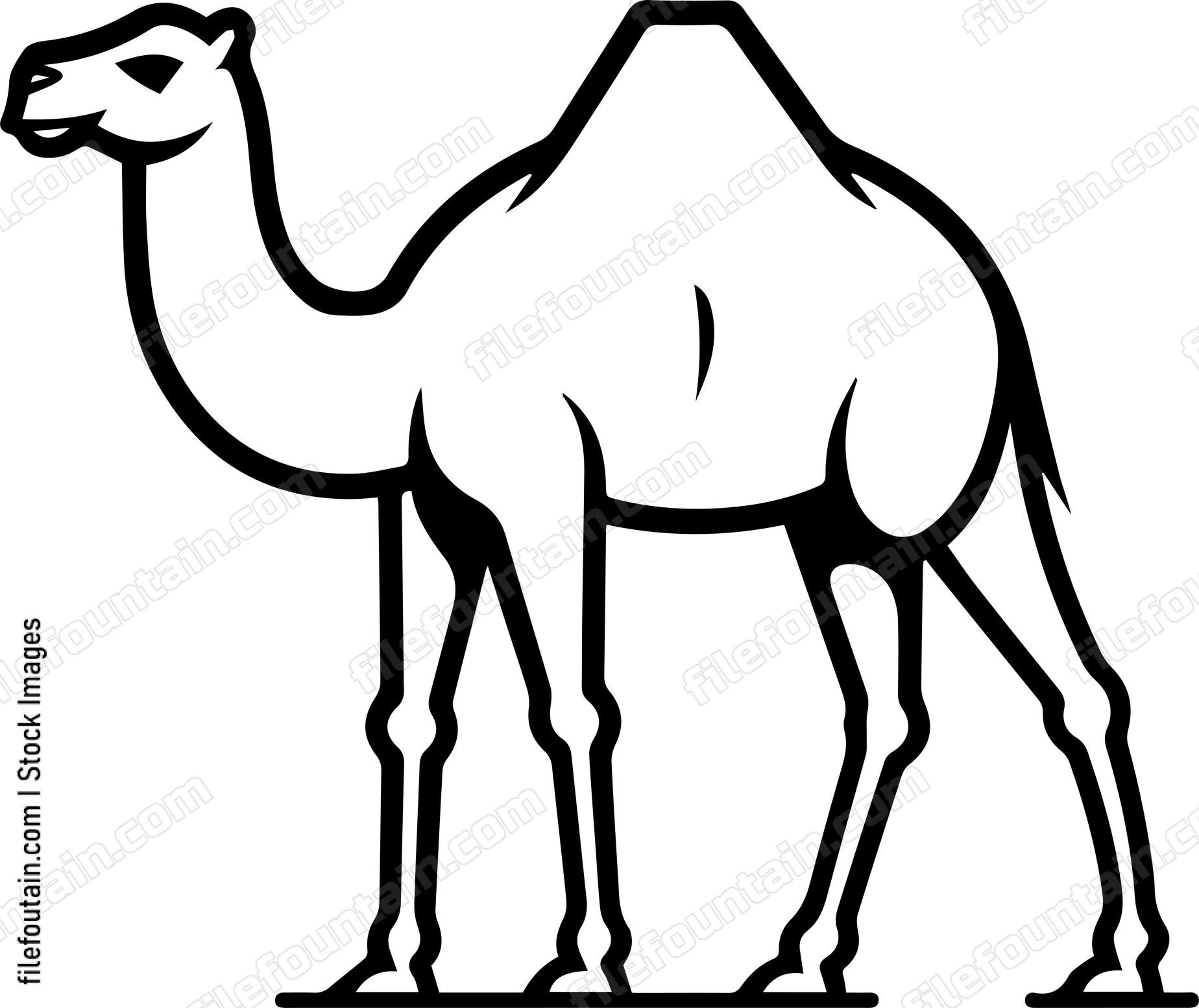 Camel