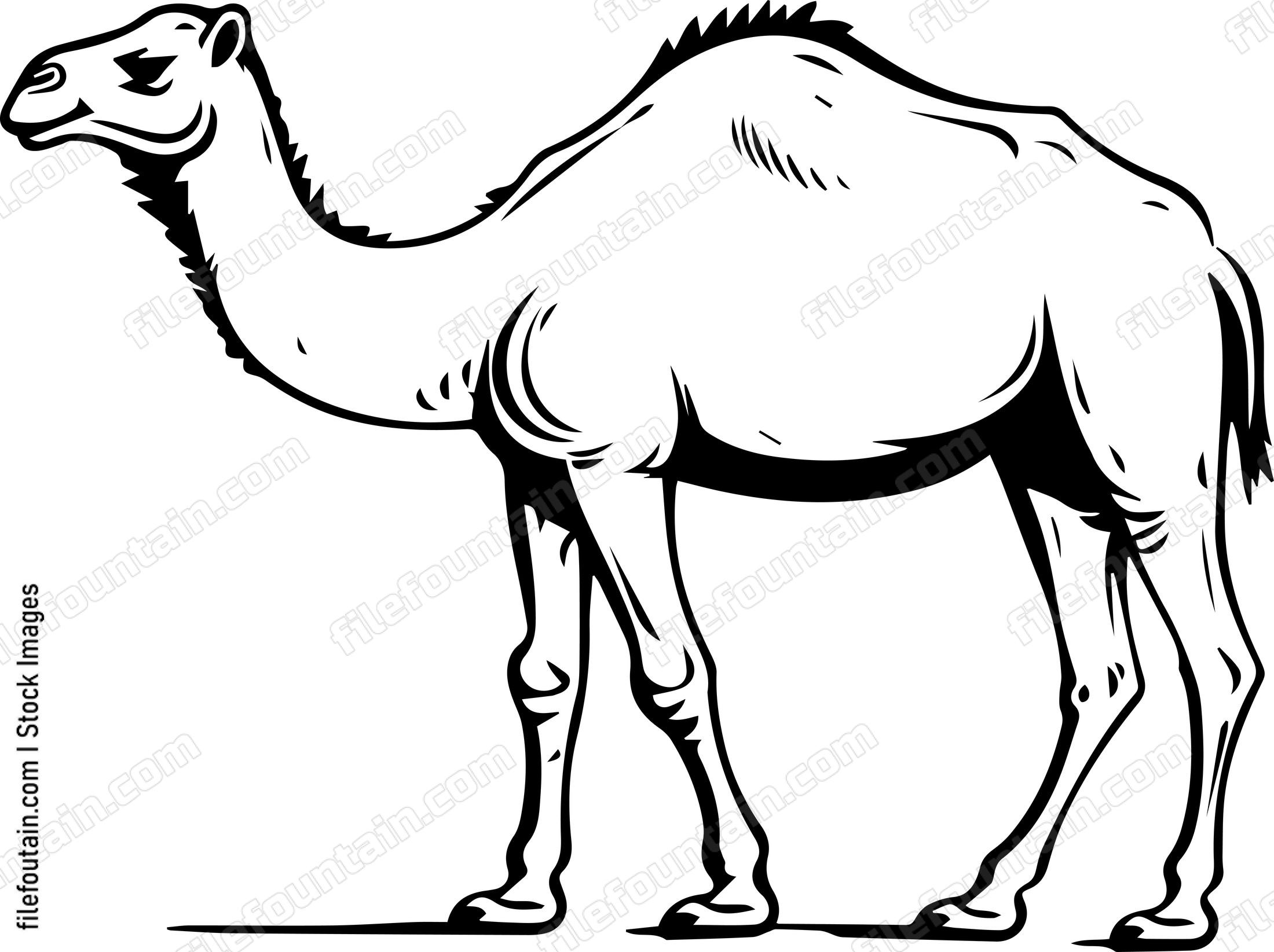 Camel