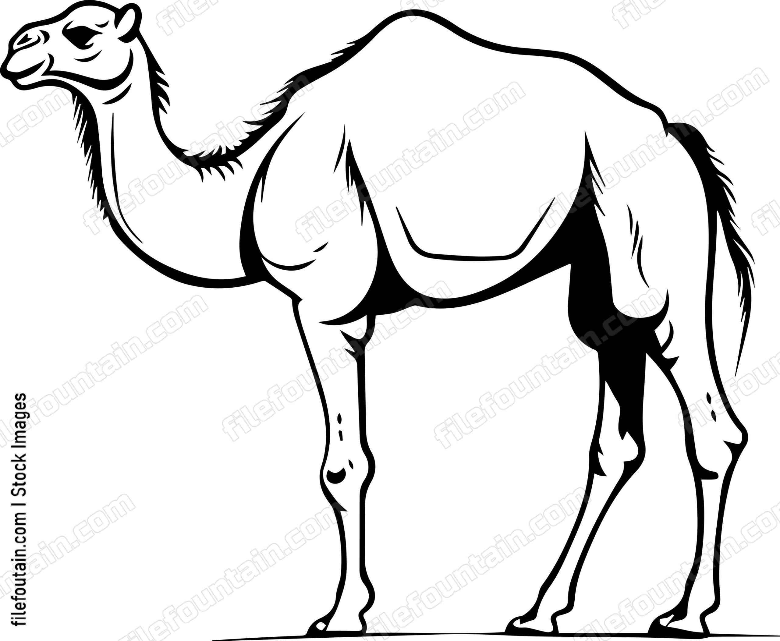 Camel